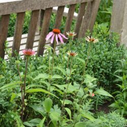Echinacea purpurea Pica Bella
