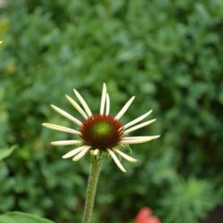 Echinacea purpurea Pica Bella