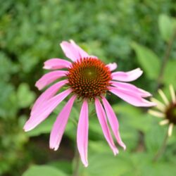 Echinacea purpurea Pica Bella