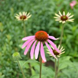 Echinacea purpurea Pica Bella