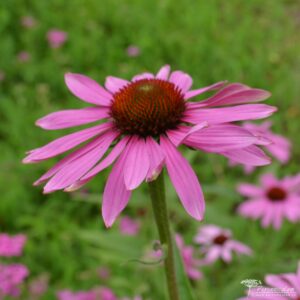 Echinacea purpurea Prairie Splendor