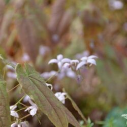 Epimedium Enchantress