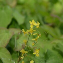 Epimedium perralchicum Fröhnleiten