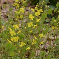 Epimedium pinnatum subsp. colchicum