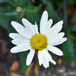 Leucanthemum superbum Juno
