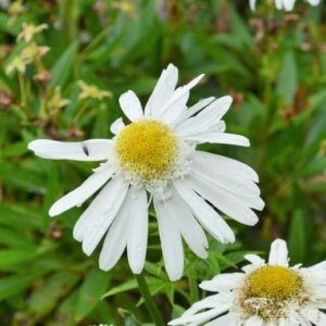 Leucanthemum superbum Wirral Supreme