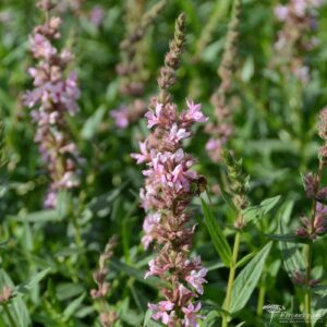 Lythrum salicaria Pink Tails