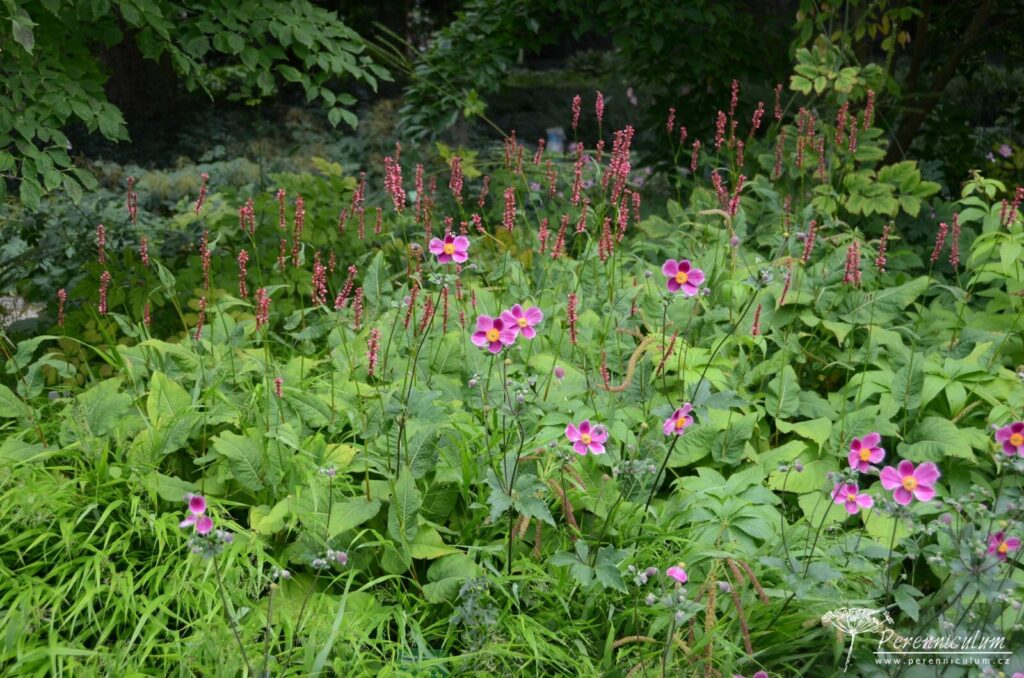 Anemone - podzimní – Trvalka sezóny 2022 3 Anemone hupehensis Praecox 02