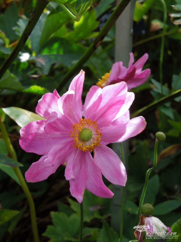 Anemone - podzimní – Trvalka sezóny 2022 4 Anemone hupehensis var. japonica Prinz Heinrich 01