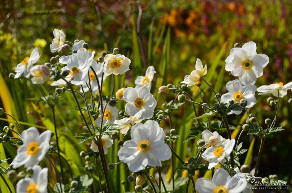 Anemone - podzimní – Trvalka sezóny 2022 2 Anemone x hybrida Honorine Jobert 01