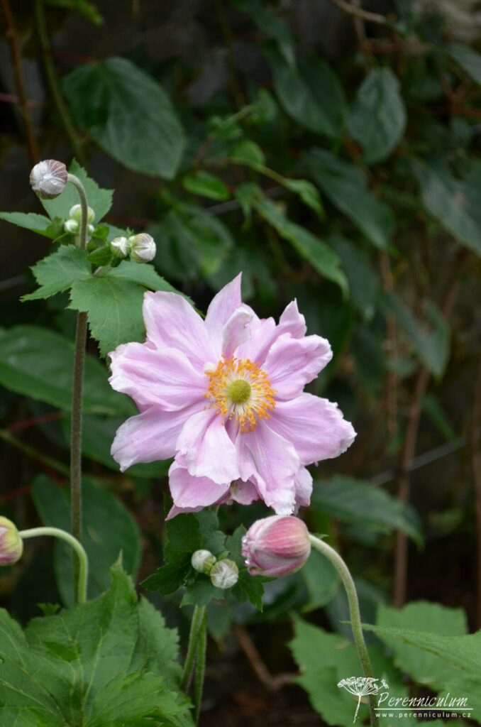 Anemone - podzimní – Trvalka sezóny 2022 6 Anemone x hybrida Konigin Charlotte 01
