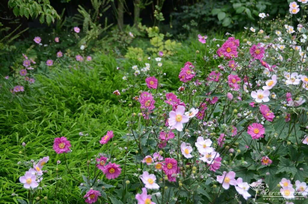 Anemone - podzimní – Trvalka sezóny 2022 1 Anemone x hybrida Margarete_Splendens