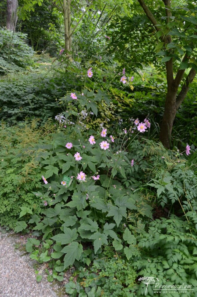 Anemone - podzimní – Trvalka sezóny 2022 5 Anemone x hybrida Serenade 01