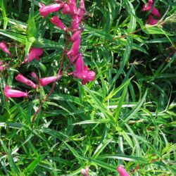 Penstemon Andenken an Friedrich Hahn