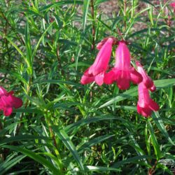 Penstemon Andenken an Friedrich Hahn