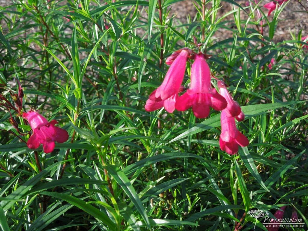 Penstemon – Trvalka sezóny 2021 5 Penstemon Andenken an Friedrich Hahn