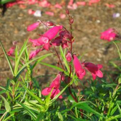 Penstemon Andenken an Friedrich Hahn