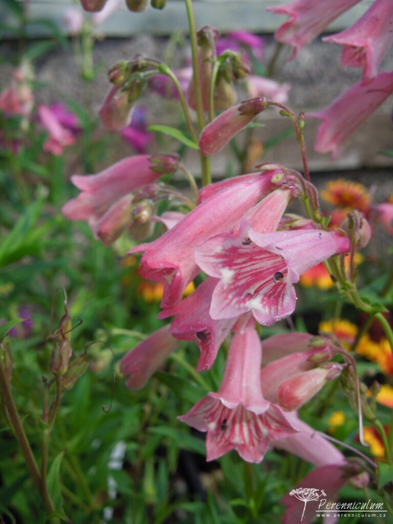 Penstemon – Trvalka sezóny 2021 3 Penstemon Hidcote Pink