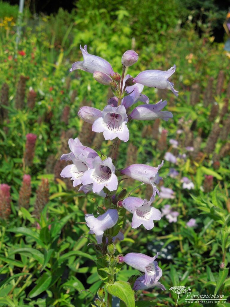 Penstemon – Trvalka sezóny 2021 2 Penstemon Sour Grapes