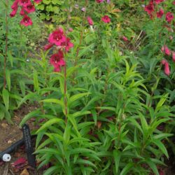 Penstemon Abbotsmerry