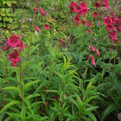 Penstemon Abbotsmerry