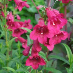 Penstemon Abbotsmerry