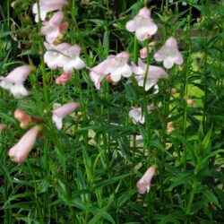 Penstemon Apple Blossom