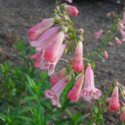 Penstemon Hidcote Pink