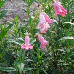 Penstemon Hidcote Pink