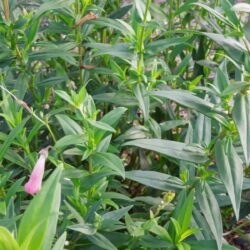 Penstemon Hidcote Pink