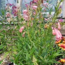Penstemon Hidcote Pink