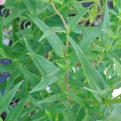 Penstemon Hidcote Pink