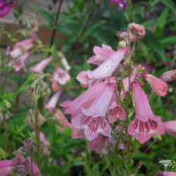 Penstemon Hidcote Pink