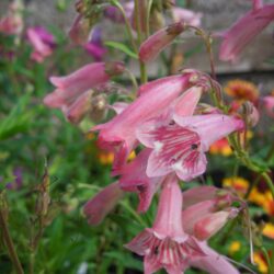 Penstemon Hidcote Pink