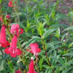 Penstemon King George V