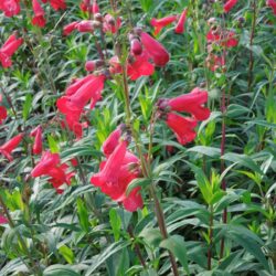 Penstemon King George V
