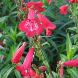 Penstemon King George V