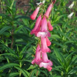 Penstemon Pennington Gem
