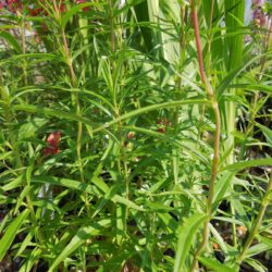 Penstemon Shönholzeri