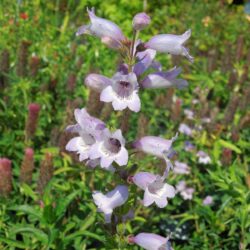Penstemon Sour Grapes