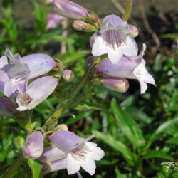 Penstemon Sour Grapes