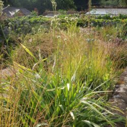 Eryngium yuccifolium