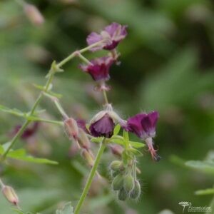 Geranium phaeum Golden Spring