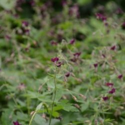 Geranium phaeum Golden Spring