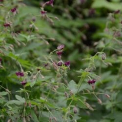 Geranium phaeum Golden Spring