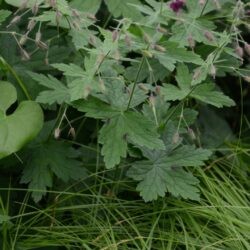 Geranium phaeum Golden Spring
