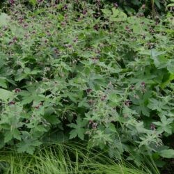 Geranium phaeum Golden Spring