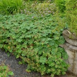 Geranium x magnificum Rosemoor