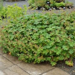 Geranium x magnificum Rosemoor