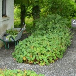 Geranium x magnificum Rosemoor